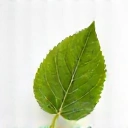 Leaf icon representing natural ingredients